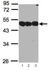 Western blot - Anti-NSFL1C antibody (AB95963), expandable thumbnail