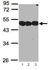 Western blot - Anti-NSFL1C antibody (AB95963)