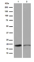 Western blot - Anti-NSG2 antibody [EPR15389(B)] - BSA and Azide free (AB250989)