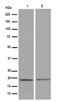 Western blot - Anti-NSG2 antibody [EPR15389(B)] - BSA and Azide free (AB250989)