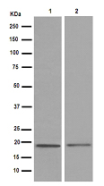 Western blot - Anti-NSG2 antibody [EPR15389(B)] - C-terminal (AB189513)