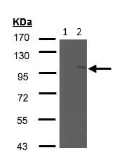 Western blot - Anti-NSMAF antibody (AB96804)