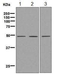 Western blot - Anti-nSMase antibody [EPR6718] (AB131330), expandable thumbnail