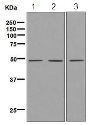 Western blot - Anti-nSMase antibody [EPR6718] (AB131330)