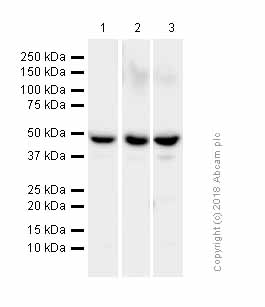 Western blot - Anti-nSMase antibody [EPR6718] (AB131330), expandable thumbnail