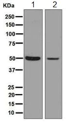 Western blot - Anti-nSMase antibody [EPR6718] (AB131330)