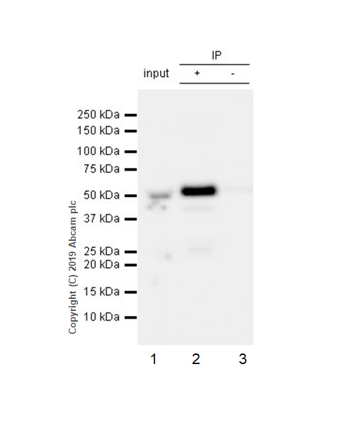 Immunoprecipitation - Anti-nSMase antibody [EPR6718] - BSA and Azide free (AB243913)