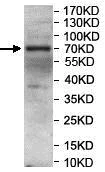 Western blot - Anti-NSMase2 antibody (AB199399)