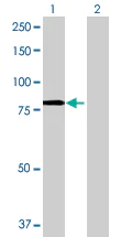 Western blot - Anti-NSMase2 antibody (AB68735)