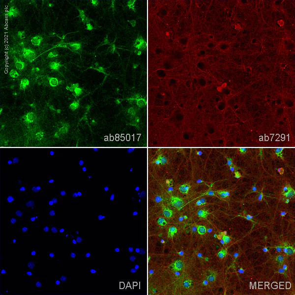 aminaseページ Anti-Sodium Potassium ATPase antibody [EP1845Y] - Mouse IgG1