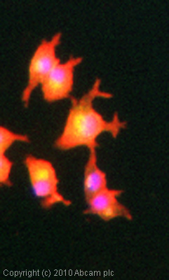 Immunocytochemistry/ Immunofluorescence - Anti-NSMase2 antibody (AB85017), expandable thumbnail