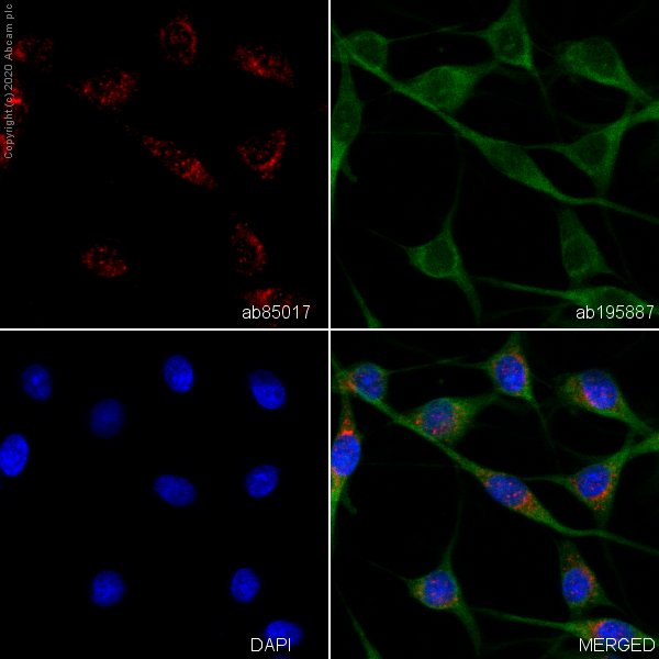 Immunocytochemistry/ Immunofluorescence - Anti-NSMase2 antibody (AB85017), expandable thumbnail