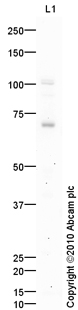 Western blot - Anti-NSMase2 antibody (AB85017), expandable thumbnail