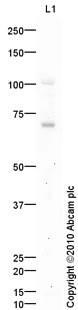 Western blot - Anti-NSMase2 antibody (AB85017)