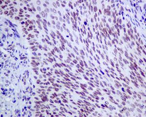 Immunohistochemistry (Formalin/PFA-fixed paraffin-embedded sections) - Anti-NSMCE1 antibody [EPR9103(B)] (AB139689)