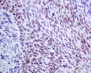 Immunohistochemistry (Formalin/PFA-fixed paraffin-embedded sections) - Anti-NSMCE1 antibody [EPR9103(B)] - BSA and Azide free (AB248883)