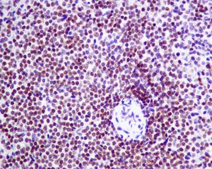 Immunohistochemistry (Formalin/PFA-fixed paraffin-embedded sections) - Anti-NSMCE1 antibody [EPR9103(B)] - BSA and Azide free (AB248883)