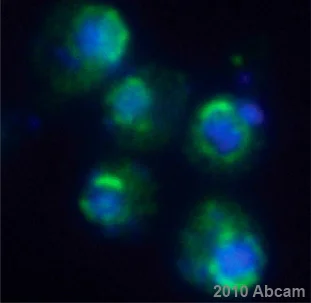 Immunocytochemistry/ Immunofluorescence - Anti-NSP1 antibody [32D6] (AB4641)