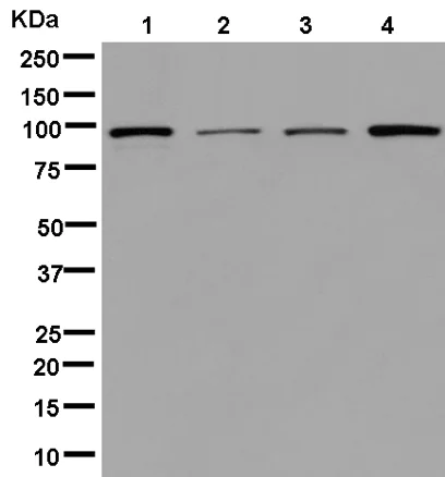 Western blot - Anti-NSP3 antibody [EPR13493] - BSA and Azide free (AB250459)