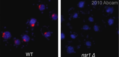 Immunocytochemistry/ Immunofluorescence - Anti-Nsr1p antibody [31C4] (AB4642)