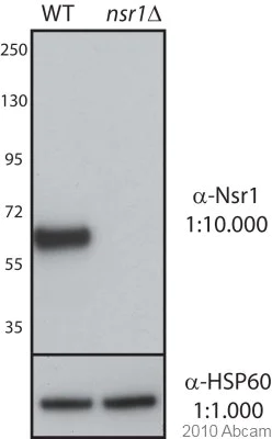 Western blot - Anti-Nsr1p antibody [31C4] (AB4642)