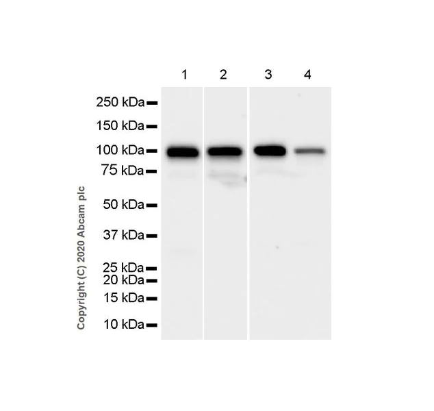 Western blot - Anti-NSUN2/SAKI antibody [EPR24140-93] - BSA and Azide free (AB277534)