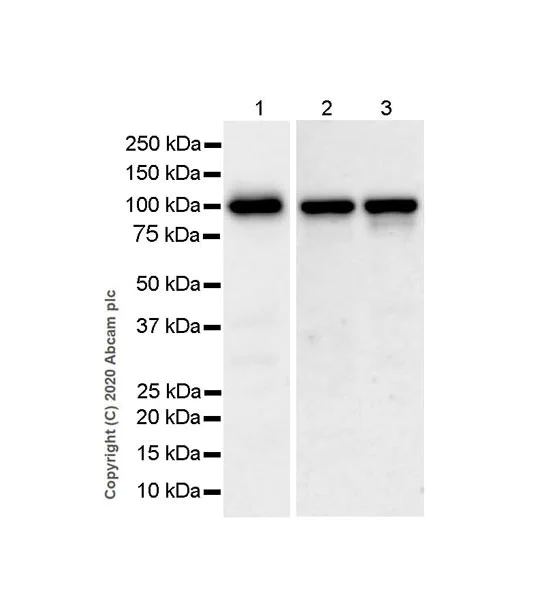 Western blot - Anti-NSUN2/SAKI antibody [EPR24140-93] - BSA and Azide free (AB277534)