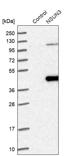 Western blot - Anti-NSUN3 antibody (AB272616)