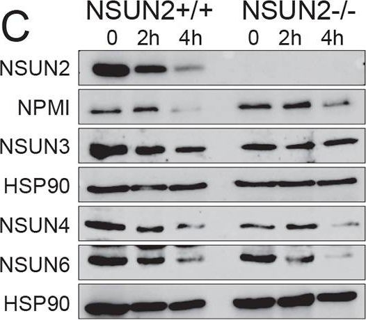 Western blot - Anti-NSUN4 antibody (AB101625), expandable thumbnail
