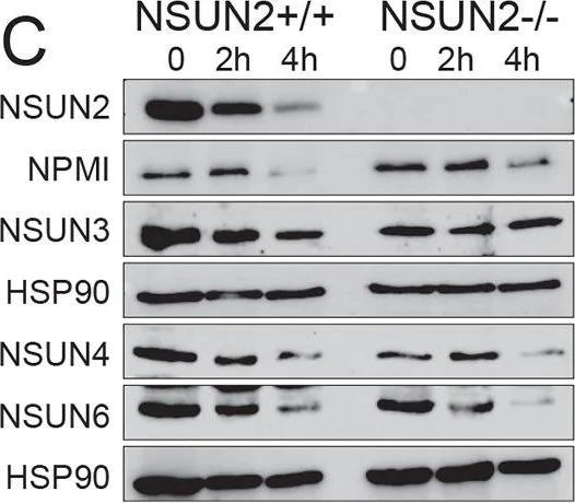 Western blot - Anti-NSUN4 antibody (AB101625)