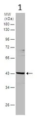 Western blot - Anti-NSUN4 antibody (AB101625)