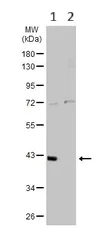 Western blot - Anti-NSUN4 antibody (AB101625)