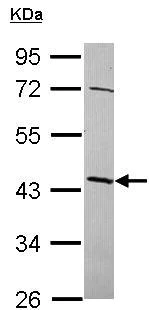 Western blot - Anti-NSUN4 antibody (AB101625)