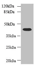 Western blot - Anti-NSUN4 antibody (AB235430)