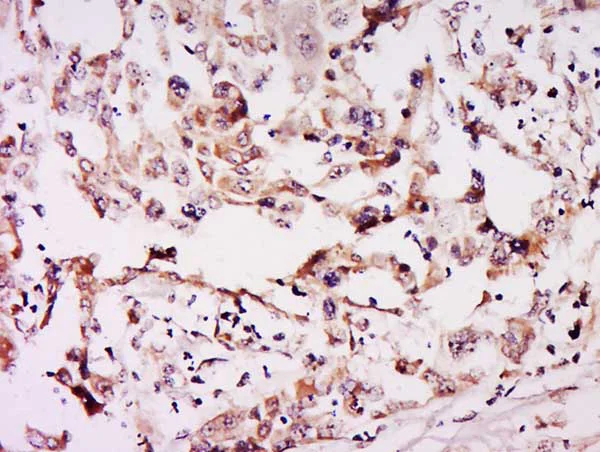 Immunohistochemistry (Formalin/PFA-fixed paraffin-embedded sections) - Anti-NSUN6 antibody (AB214227)