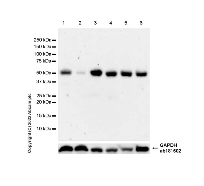 Western blot - Anti-NSUN6 antibody [EPR27179-64] (AB307430)