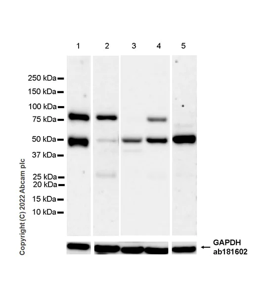 Western blot - Anti-NSUN6 antibody [EPR27179-64] (AB307430)