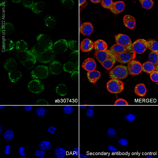 Immunocytochemistry/ Immunofluorescence - Anti-NSUN6 antibody [EPR27179-64] - BSA and Azide free (AB307431), expandable thumbnail