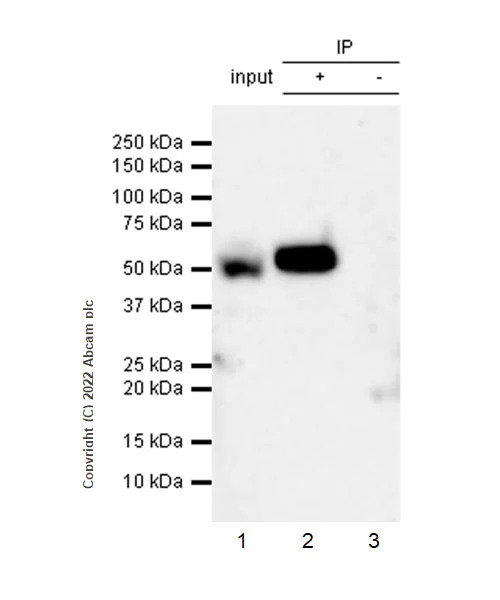 Immunoprecipitation - Anti-NSUN6 antibody [EPR27179-64] - BSA and Azide free (AB307431)