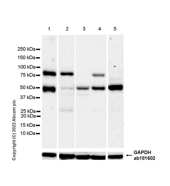 Western blot - Anti-NSUN6 antibody [EPR27179-64] - BSA and Azide free (AB307431), expandable thumbnail