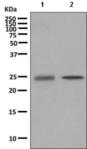 Western blot - Anti-NT-4 antibody [EPR9180] (AB150437), expandable thumbnail