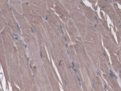 Immunohistochemistry (Formalin/PFA-fixed paraffin-embedded sections) - Anti-NT5C/dNT-1 antibody (AB231126)