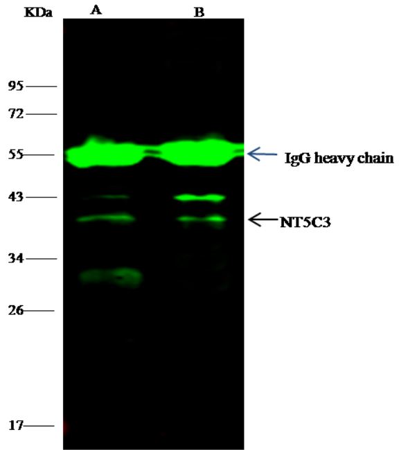 Immunoprecipitation - Anti-NT5C3 antibody [009] - BSA and Azide free (AB276067)