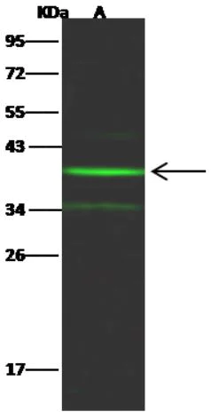Western blot - Anti-NT5C3 antibody [009] - BSA and Azide free (AB276067)