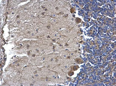 Immunohistochemistry (Formalin/PFA-fixed paraffin-embedded sections) - Anti-NTE antibody - C-terminal (AB228683)