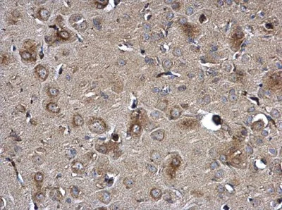 Immunohistochemistry (Formalin/PFA-fixed paraffin-embedded sections) - Anti-NTE antibody - C-terminal (AB228683)