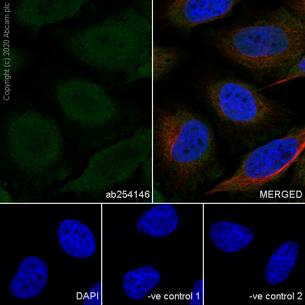 Immunocytochemistry/ Immunofluorescence - Anti-NTF2 antibody [5A3] (AB254146), expandable thumbnail