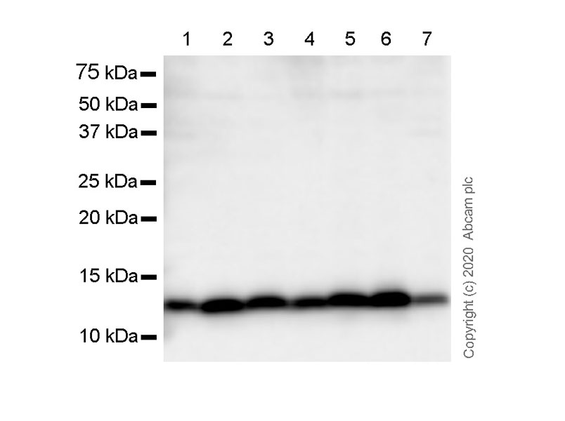 Western blot - Anti-NTF2 antibody [5A3] (AB254146), expandable thumbnail