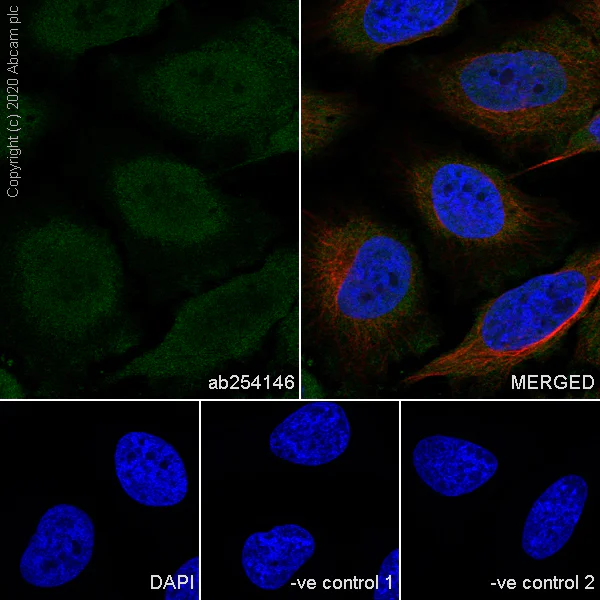 Immunocytochemistry/ Immunofluorescence - Anti-NTF2 antibody [5A3] - BSA and Azide free (AB255903)