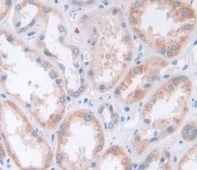 Immunohistochemistry (Formalin/PFA-fixed paraffin-embedded sections) - Anti-NTF2 antibody (AB231185)